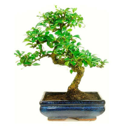 Carmona Flowering Bonsai Plant in Blue Ceramic Bonsai Pot 3 Years 20 cm