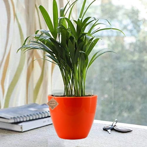 Buy Chamaedorea Mini Palm with Ceramic Pot - Abana Homes