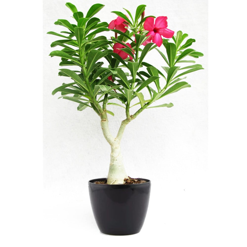 Buy Adenium Flowering Bonsai Set of 2 - Abana Homes