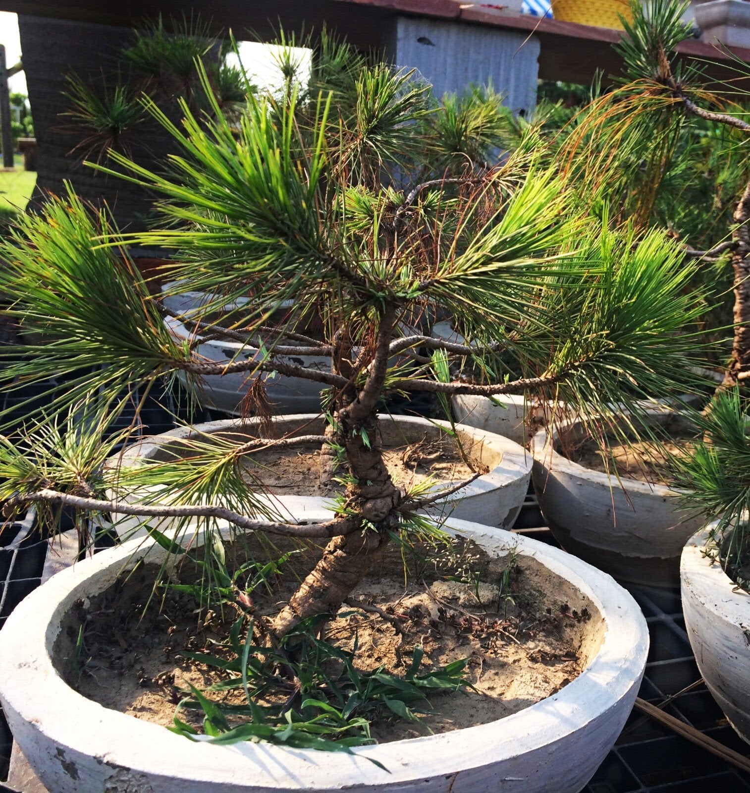 Buy Podocarpus - Buddhist Pine Bonsai Plant - 4 Year old - Abana Homes