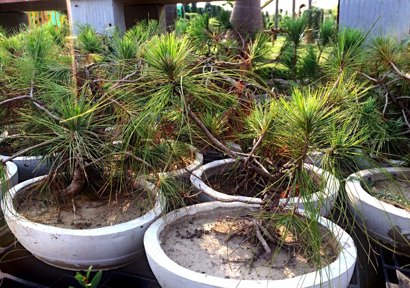 Buy Black Pine Bonsai Plant 7 Years - Abana Homes