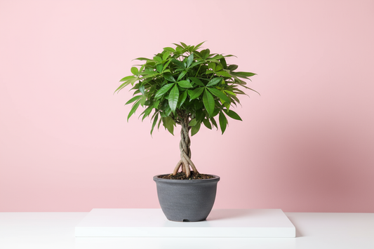 Place the product Pachira Bonsai tree in a clean, minimalistic setting with a pastel pink backdrop and a pure white flat base. Ensure bright, even studio lighting with soft shadows for a professional, high-quality product photography look, output Square Image.