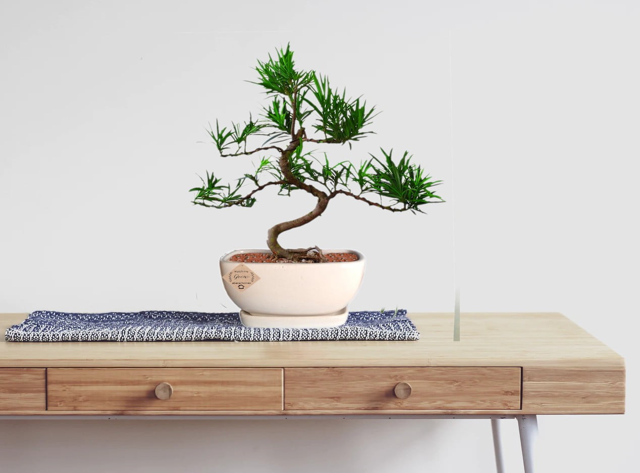 Buy Podocarpus - Buddhist Pine Bonsai Plant - 4 Year old - Abana Homes