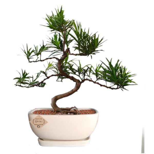 Buy Radermachera Bonsai Tree - Abana Homes