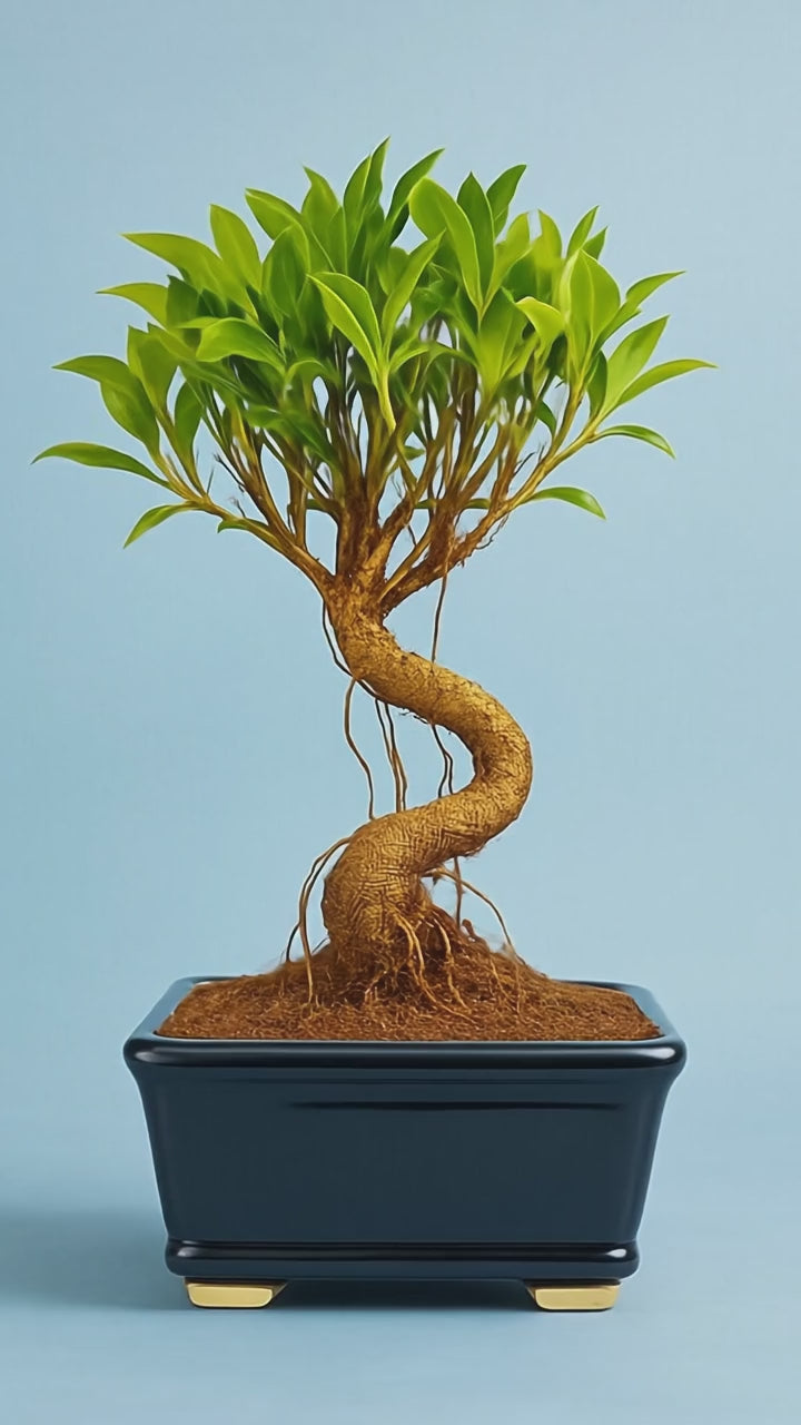 4-Years-Old Ficus Banyan Bonsai Tree 25-30cm Tall