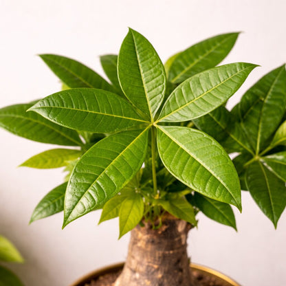 Pachira Money Tree - Kung-fu Panda Styled