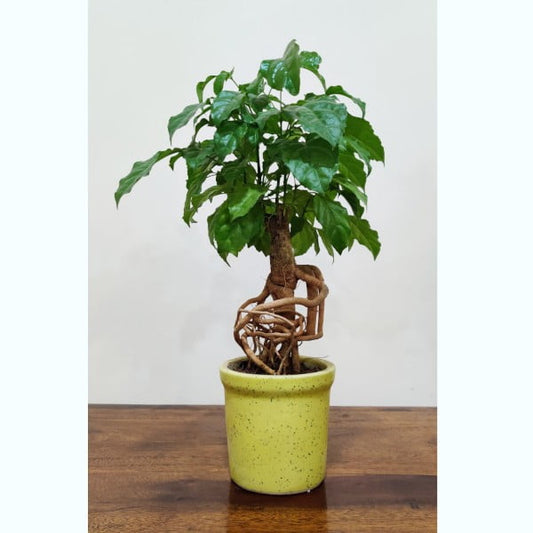 Buy Rakhi Gift for Brother/ Sister Bonsai Plant Combo - Abana Homes