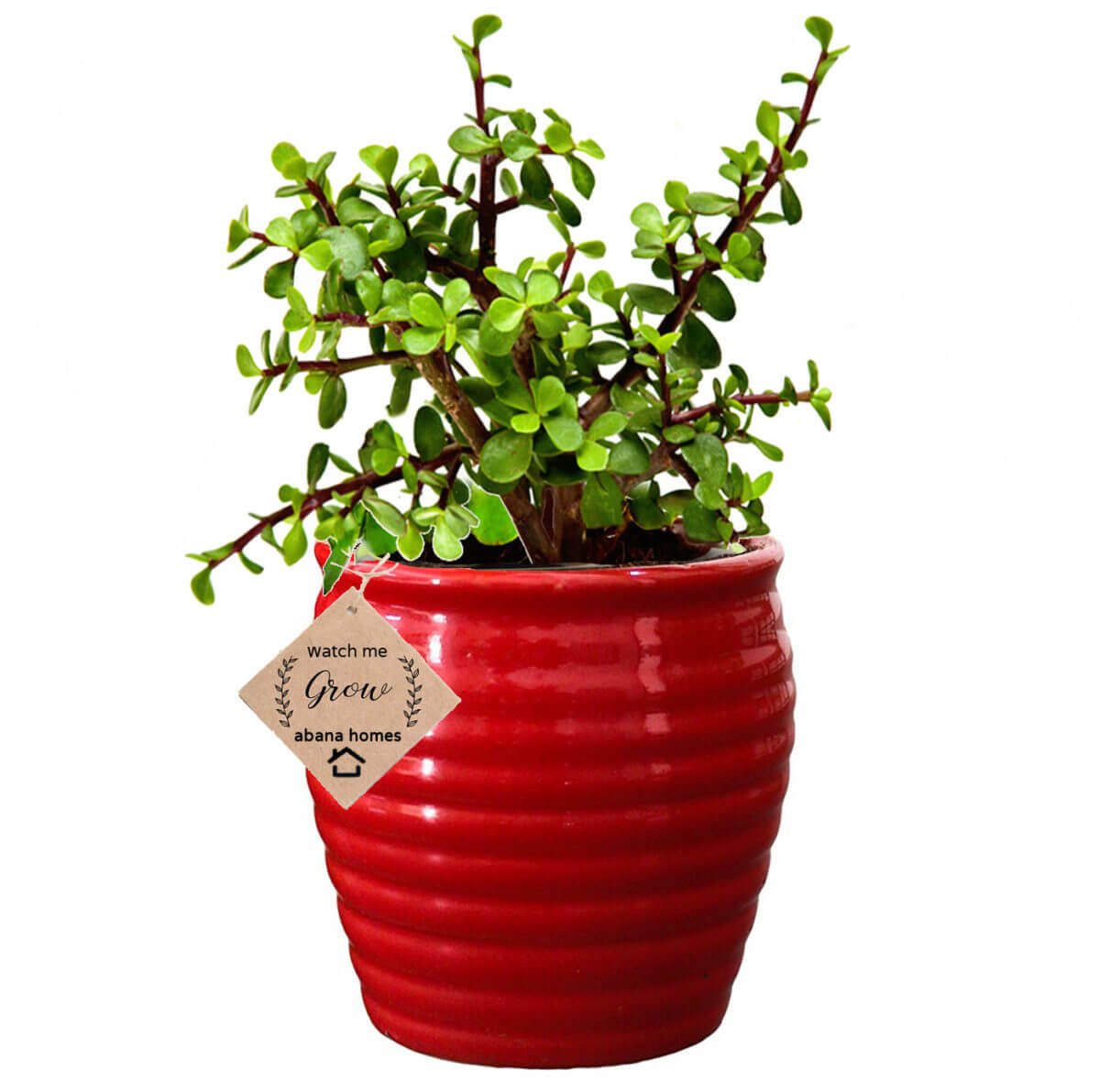 Buy Good Luck Jade Plant in Ceramic Pot Valentine Gift - Abana Homes