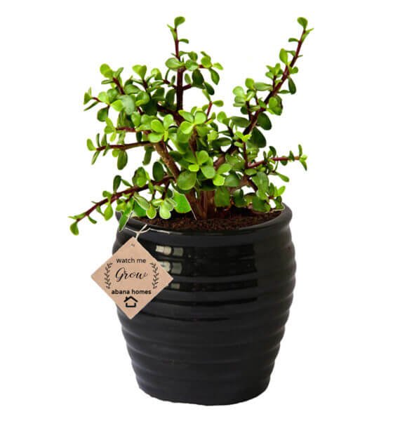 Buy Jade Bonsai Tree (12 Yrs Old) - Abana Homes