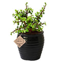 Good Luck Jade Plant in Beautiful Black Pot