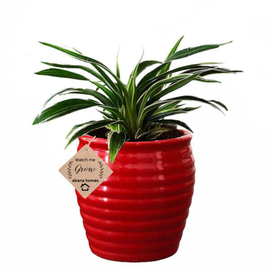 Air Purifier Spider Plant in Beautiful Red Pot