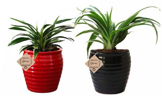 Buy Air Purifying Plants Combo of Spider and Jade Indoor Plant - Abana Homes