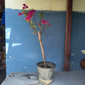 Flowering Bougainvillea Bonsai 40cm 5 inches plastic pot