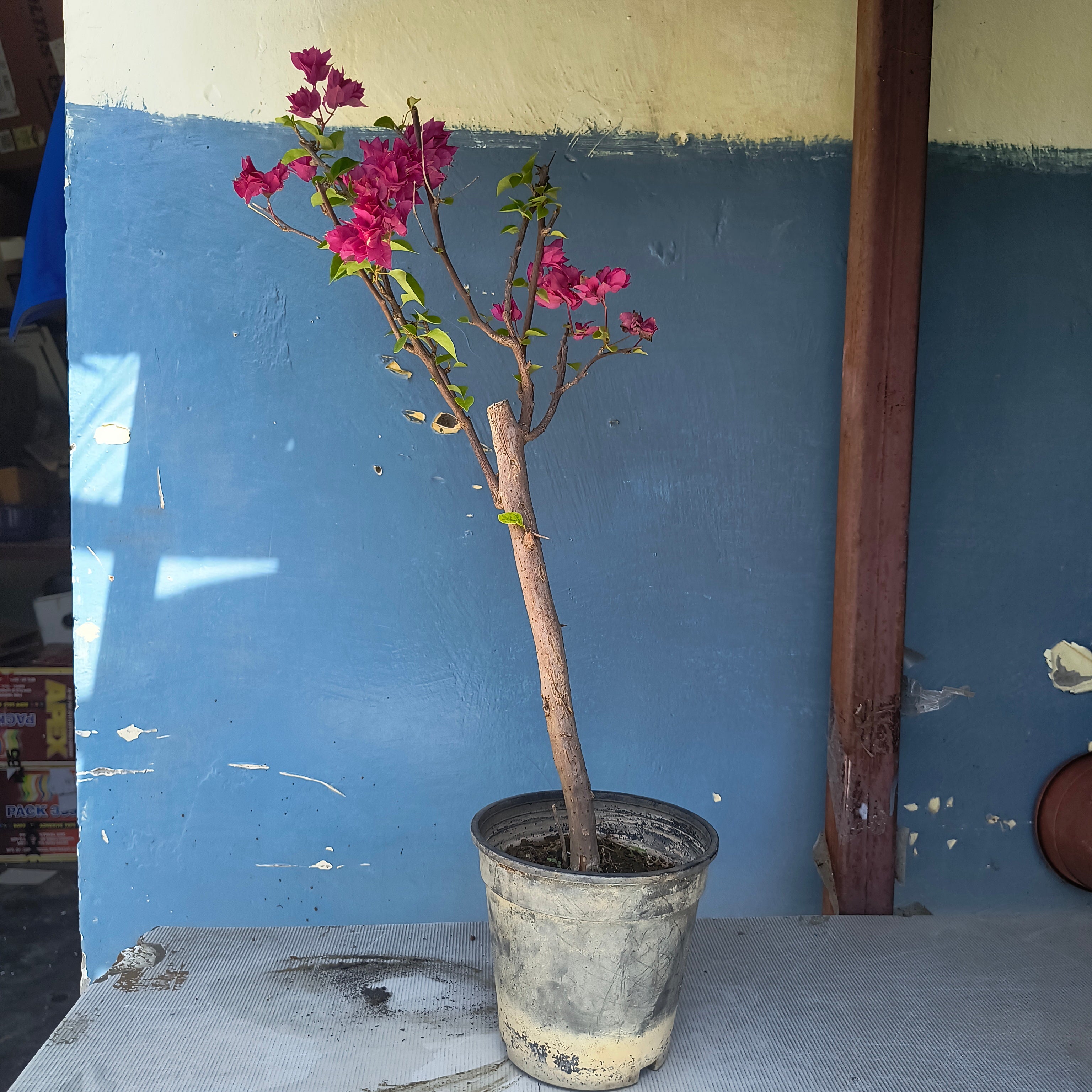 Flowering Bougainvillea Bonsai 40cm 5 inches plastic pot