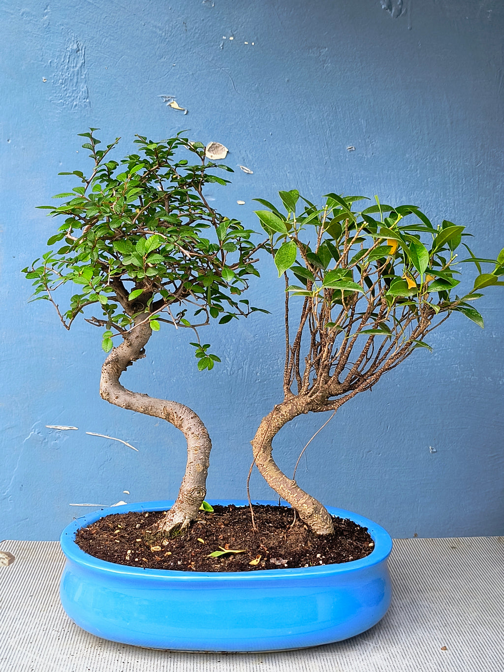 Chinese Banyan & Chinese Elm Combo 5 Years
