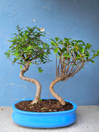 Chinese Banyan & Chinese Elm Combo 5 Years