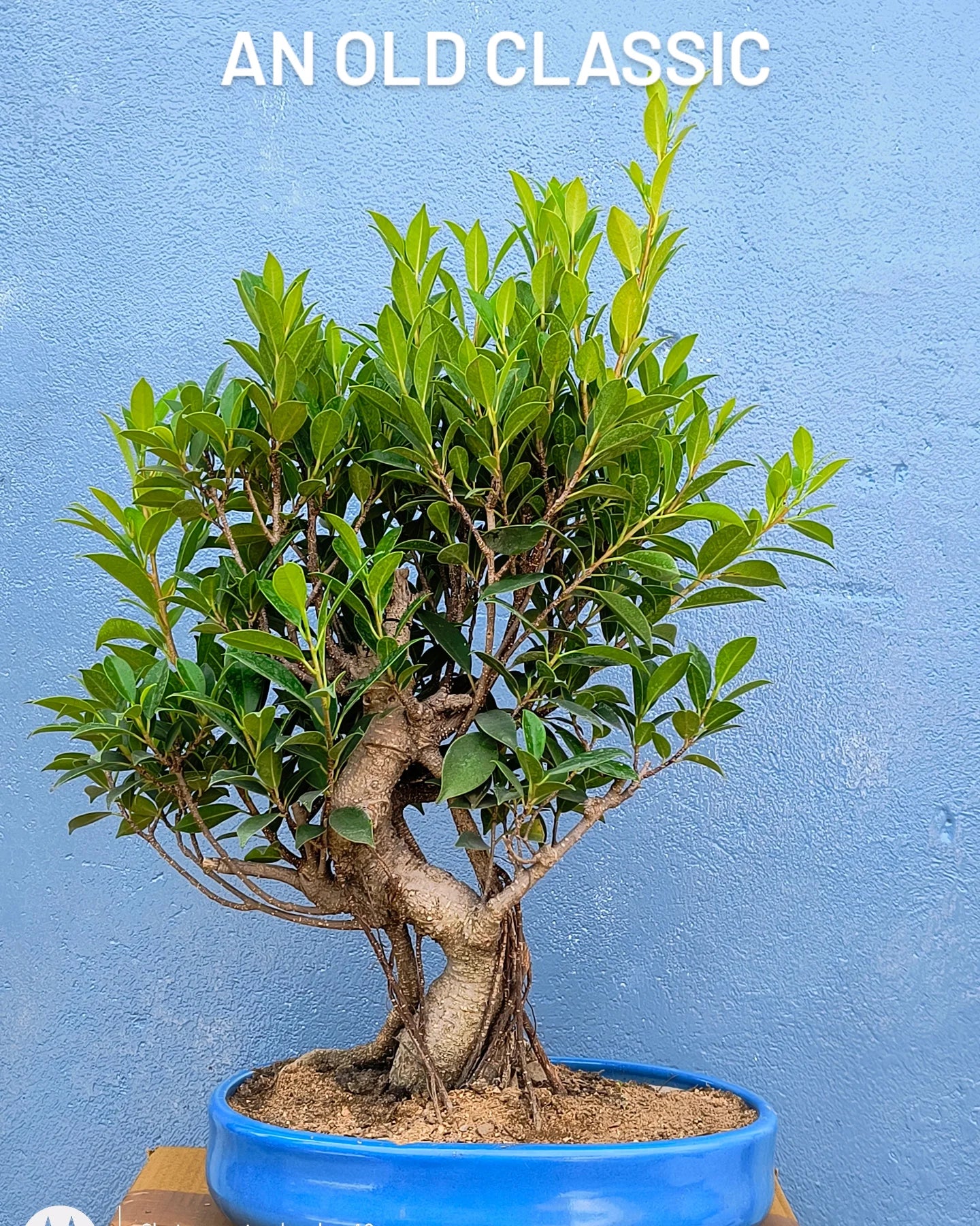 12-Year-Old Aerial Root Ficus Bonsai Tree in Ceramic Pot – Auspicious Gift