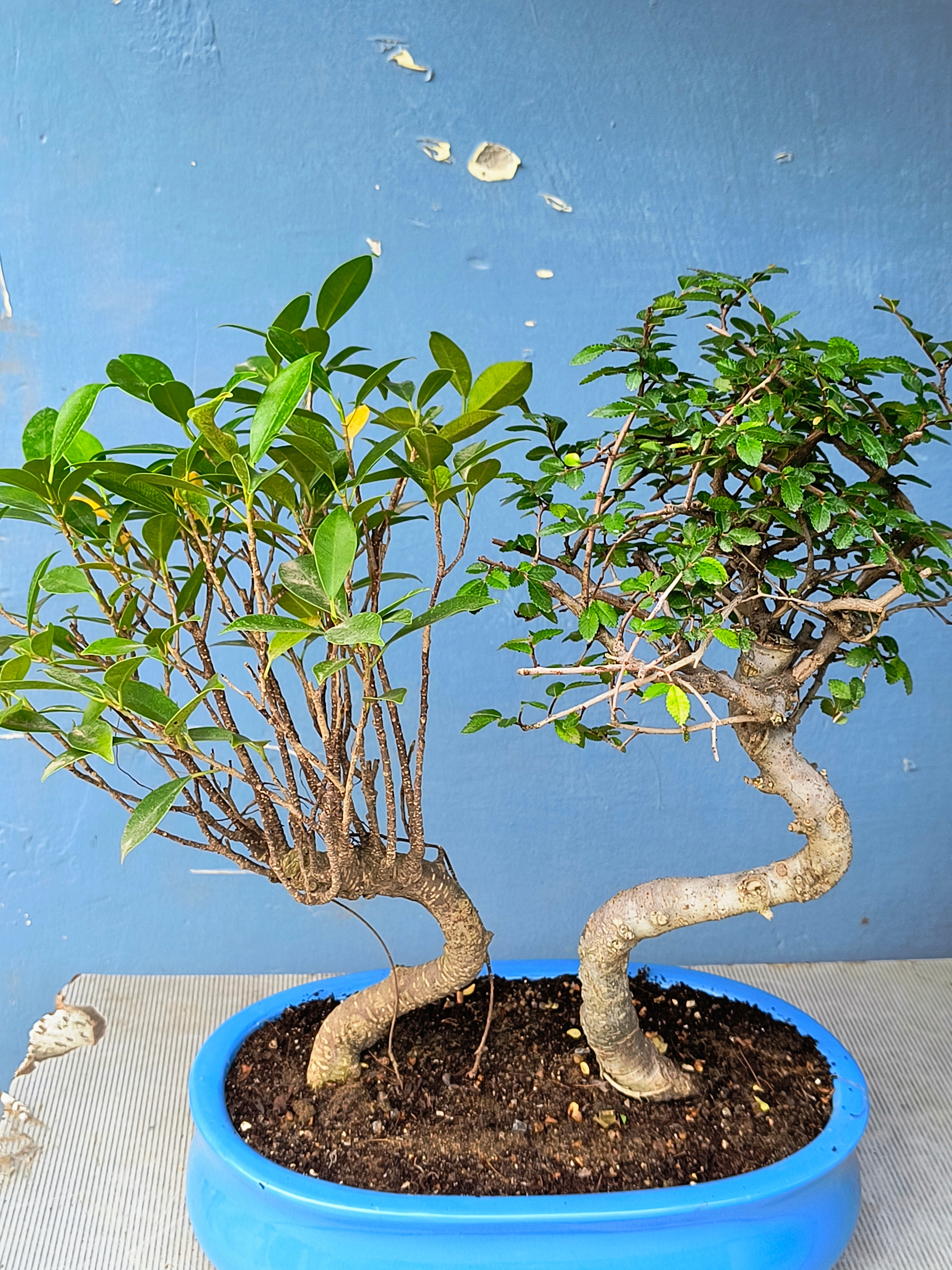 Chinese Banyan & Chinese Elm Combo 5 Years