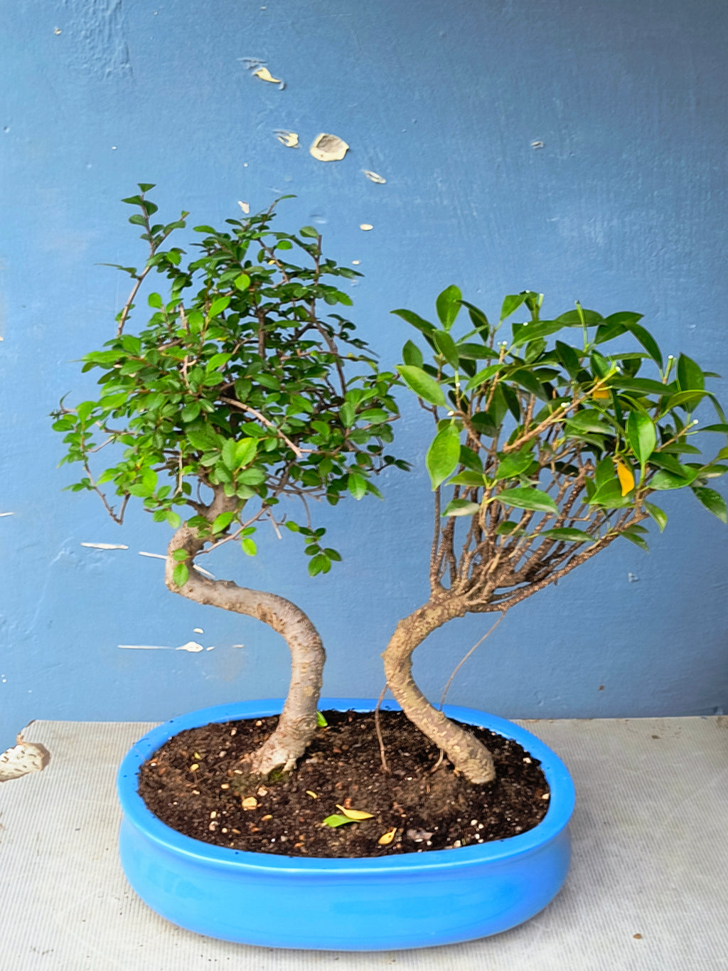 Chinese Banyan & Chinese Elm Combo 5 Years