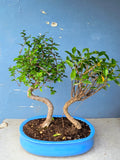Chinese Banyan & Chinese Elm Combo 5 Years