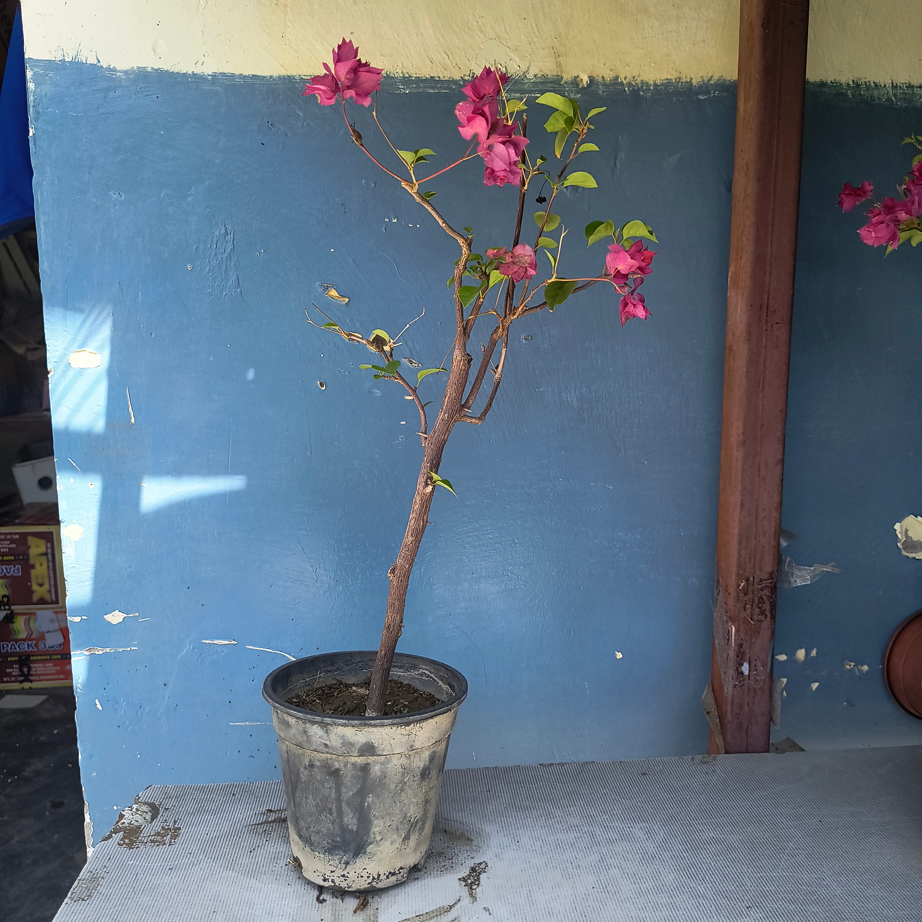 Flowering Bougainvillea Bonsai 40cm 5 inches plastic pot