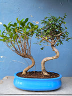 Chinese Banyan & Chinese Elm Combo 5 Years