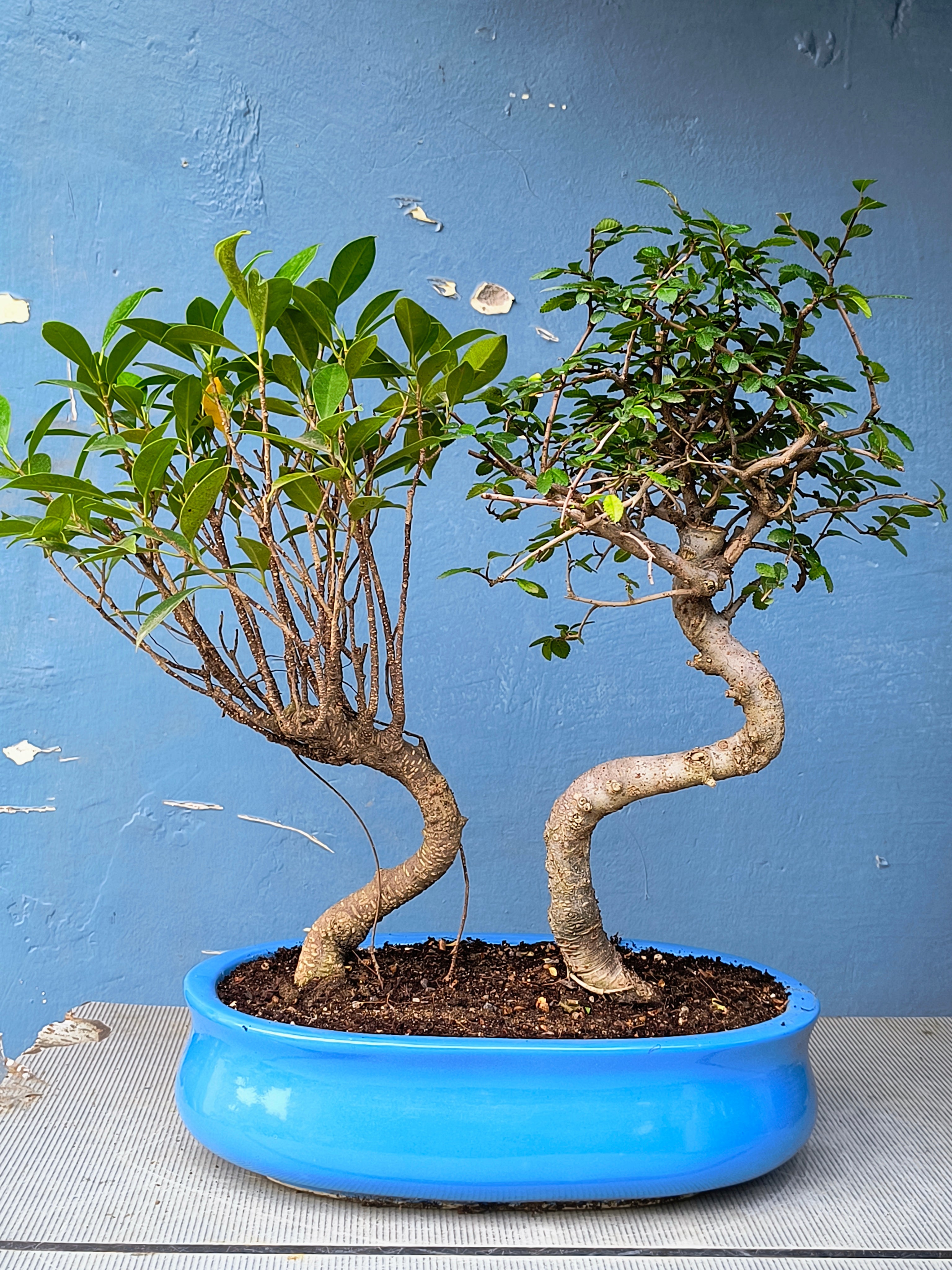 Chinese Banyan & Chinese Elm Combo 5 Years