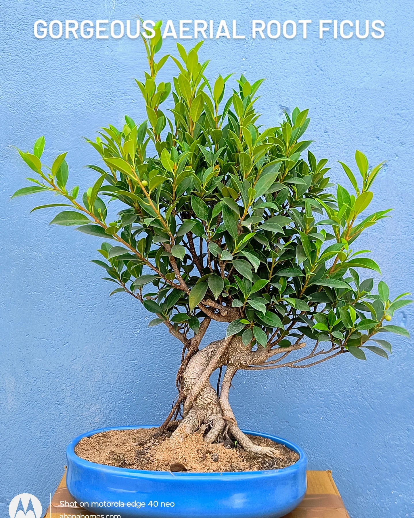 12-Year-Old Aerial Root Ficus Bonsai Tree in Ceramic Pot – Auspicious Gift