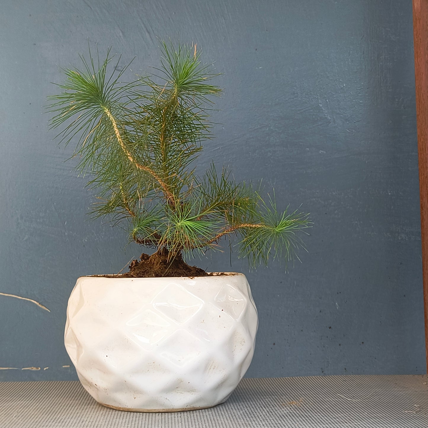 Pine Bonsai - Pre-Bonsai in 5.5 Inches Ceramic Pot