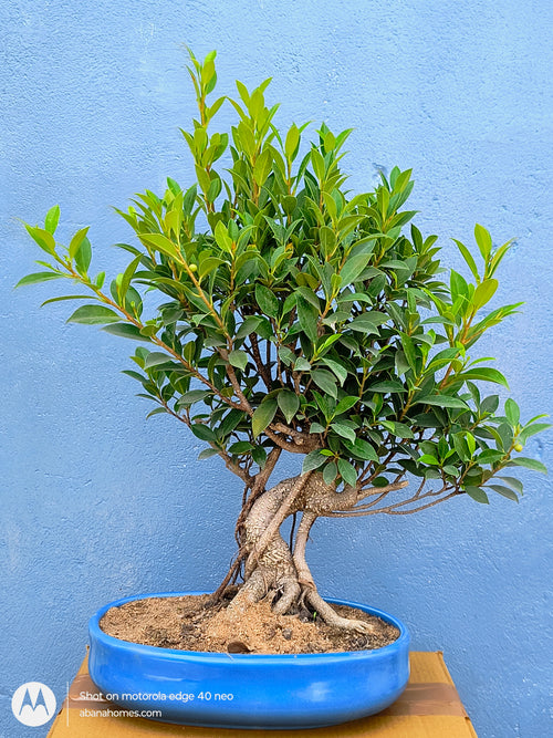 12-Year-Old Aerial Root Ficus Bonsai Tree in Ceramic Pot – Auspicious Gift