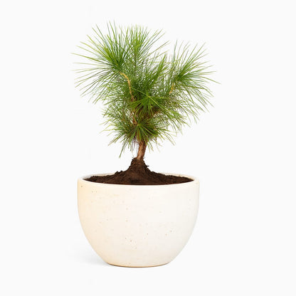 Pine Bonsai - Pre-Bonsai in 5.5 Inches Ceramic Pot
