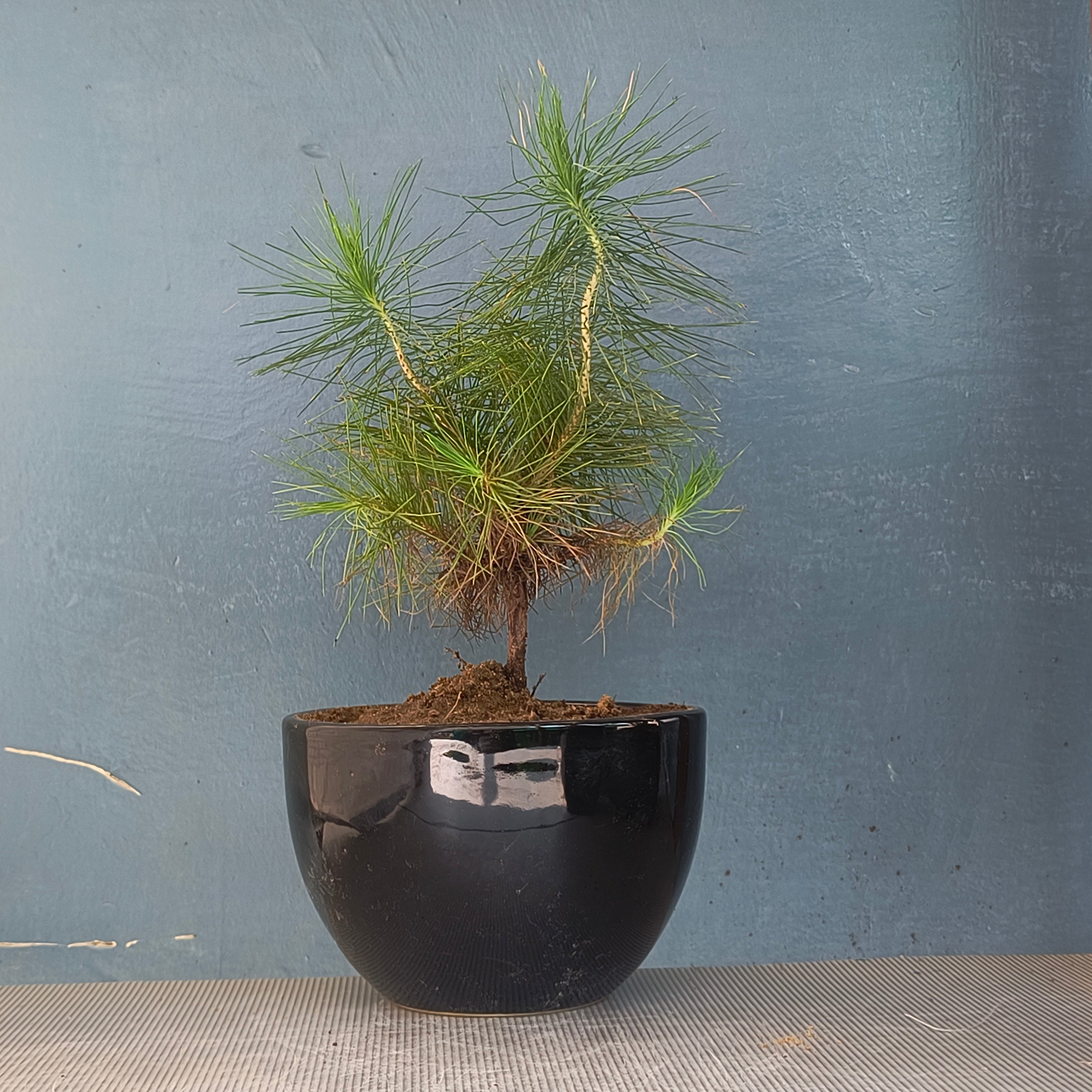 Pine Bonsai - Pre-Bonsai in 5.5 Inches Ceramic Pot