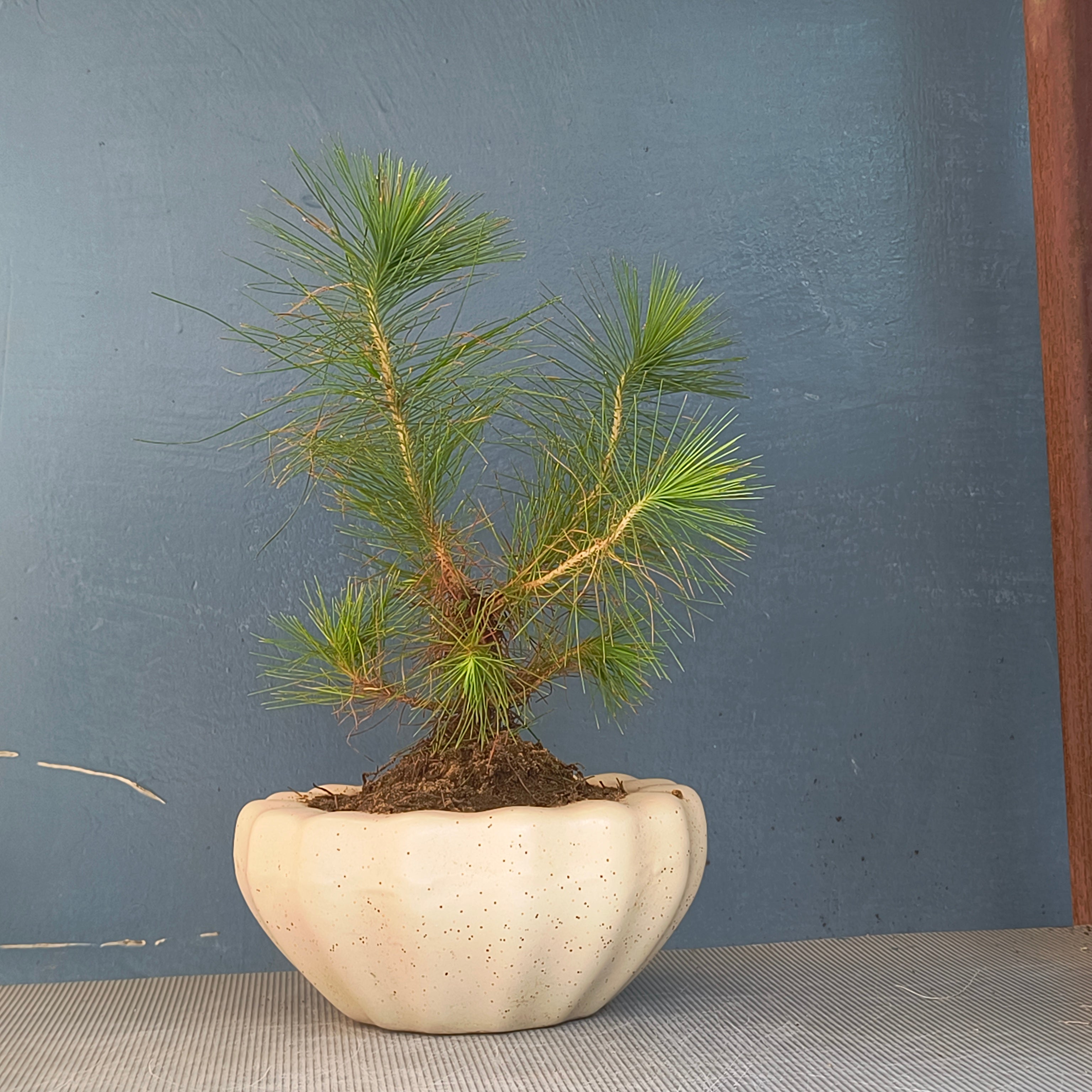 Pine Bonsai - Pre-Bonsai in 5.5 Inches Ceramic Pot