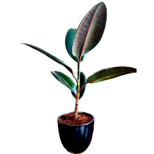 Rubber Plant with Ceramic Pot