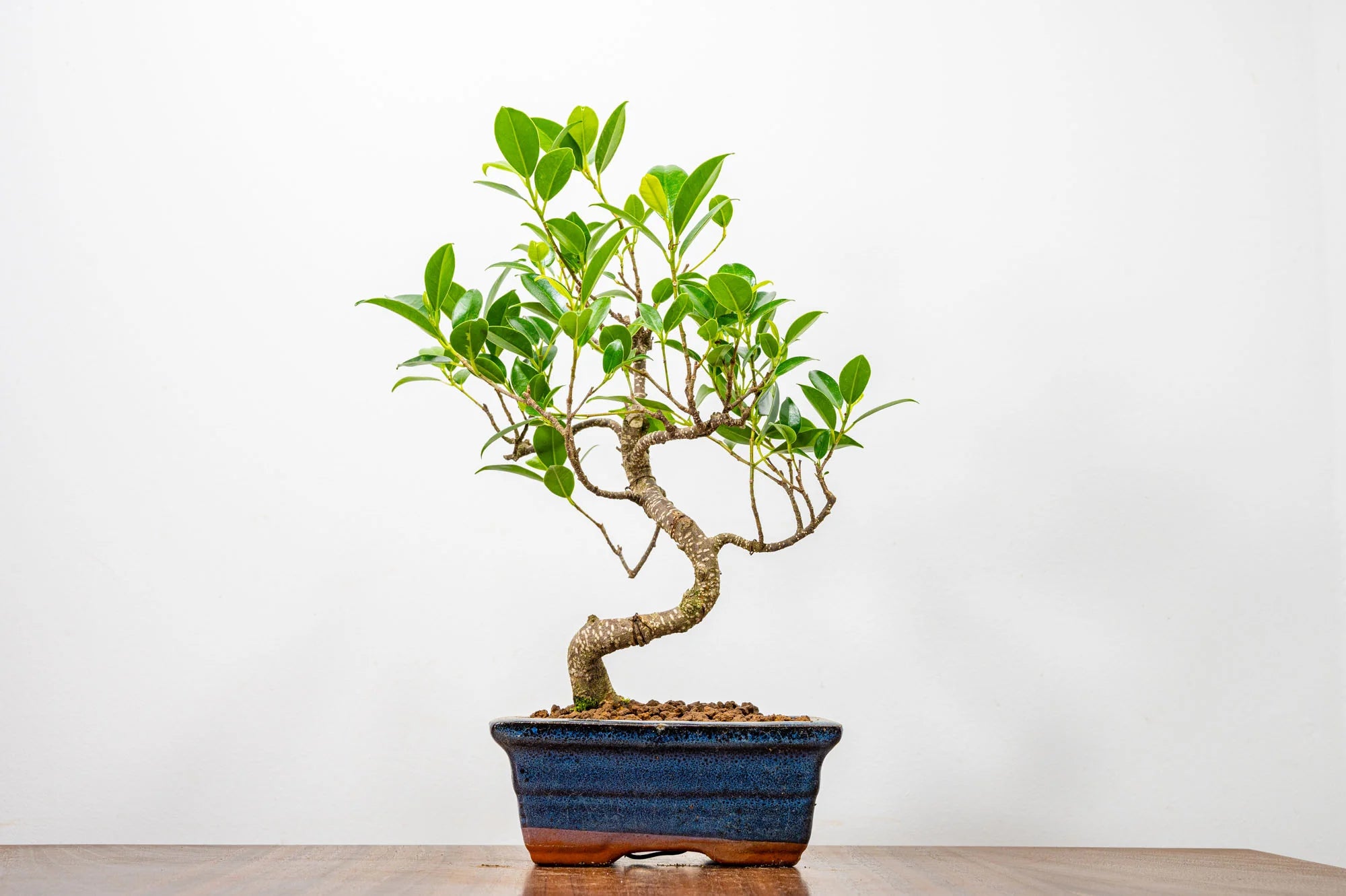 Ficus Retusa Bonsai Tree – 5 Years Old, 30 CM Tall