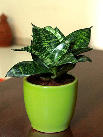 Buy Sansevieria Cylindrica - Snake Plant - Abana Homes