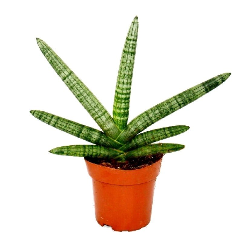 Buy Golden Snake Plant - Abana Homes