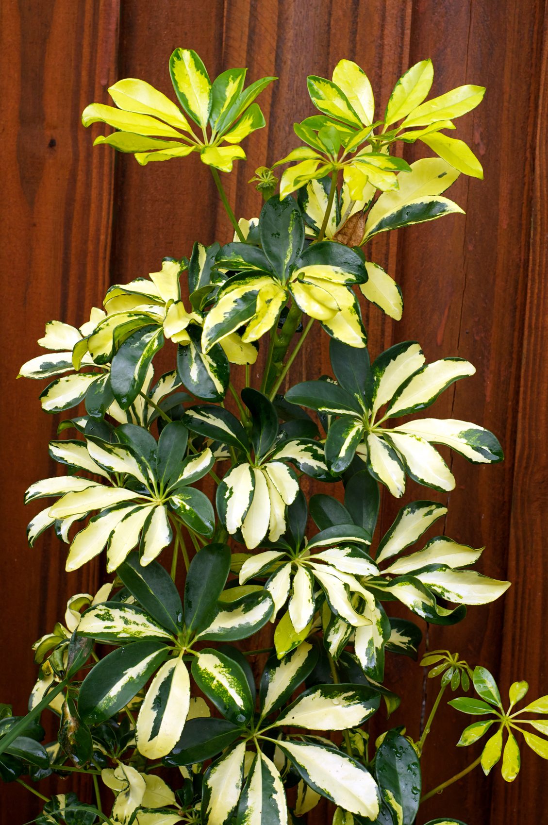 Buy Dwarf Variegated Schefflera (Umbrella ) Bonsai Tree - Abana Homes