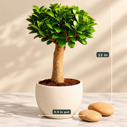 Ficus Microcarpa Indoor Bonsai Tree – 4 Years, Ceramic Pot