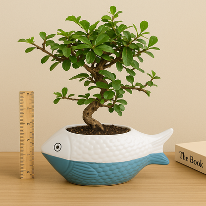 Carmona Flowering Indoor Bonsai Tree – 10 Years, Ceramic Fish Pot