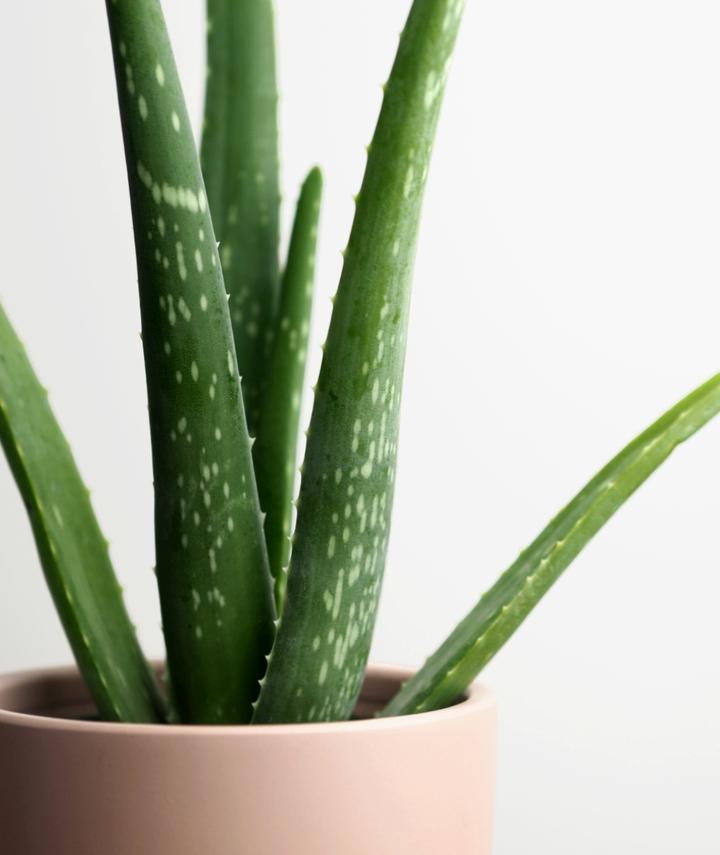 Buy Aloe Vera - Abana Homes