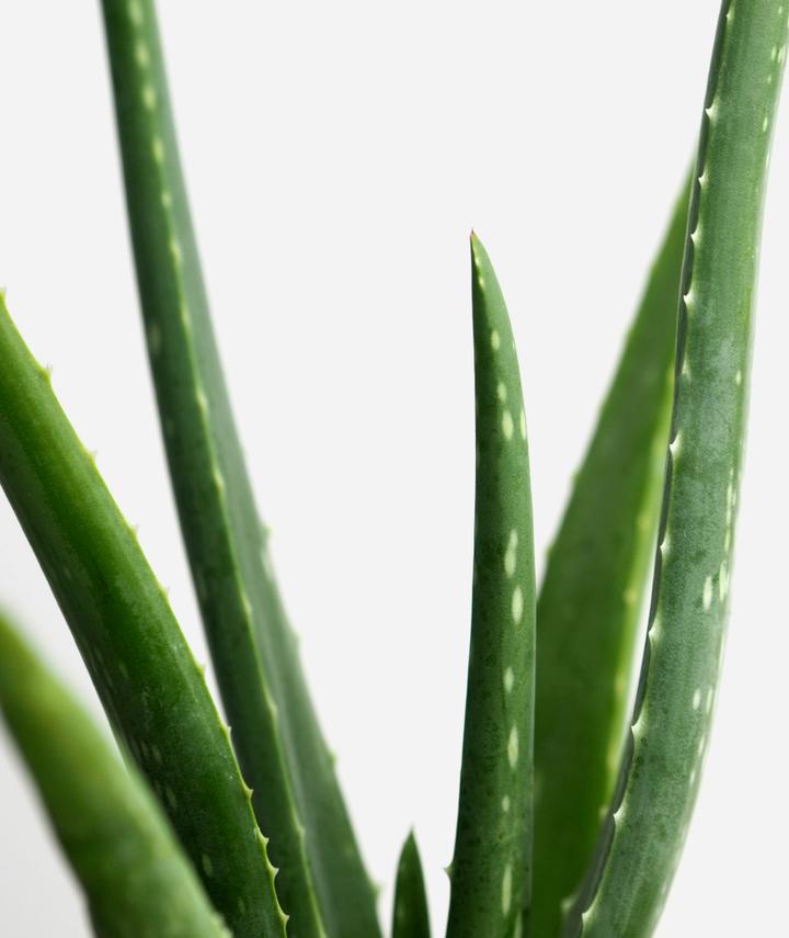 Buy Aloe Vera - Abana Homes