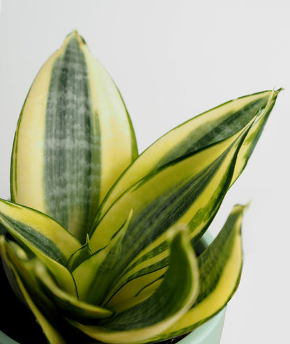 Buy Sansevieria Cylindrica - Snake Plant - Abana Homes