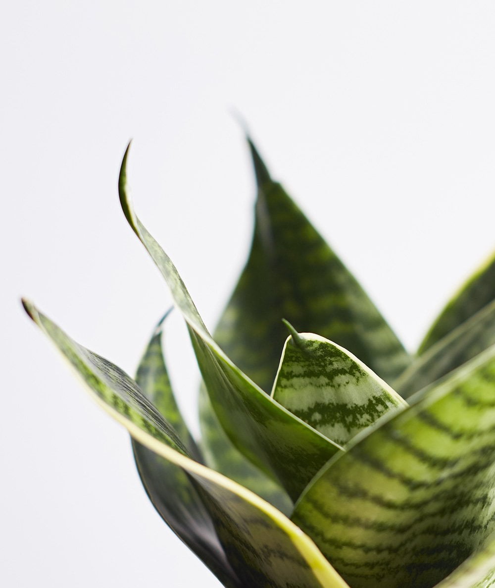 Buy Sansevieria Cylindrica - Snake Plant - Abana Homes