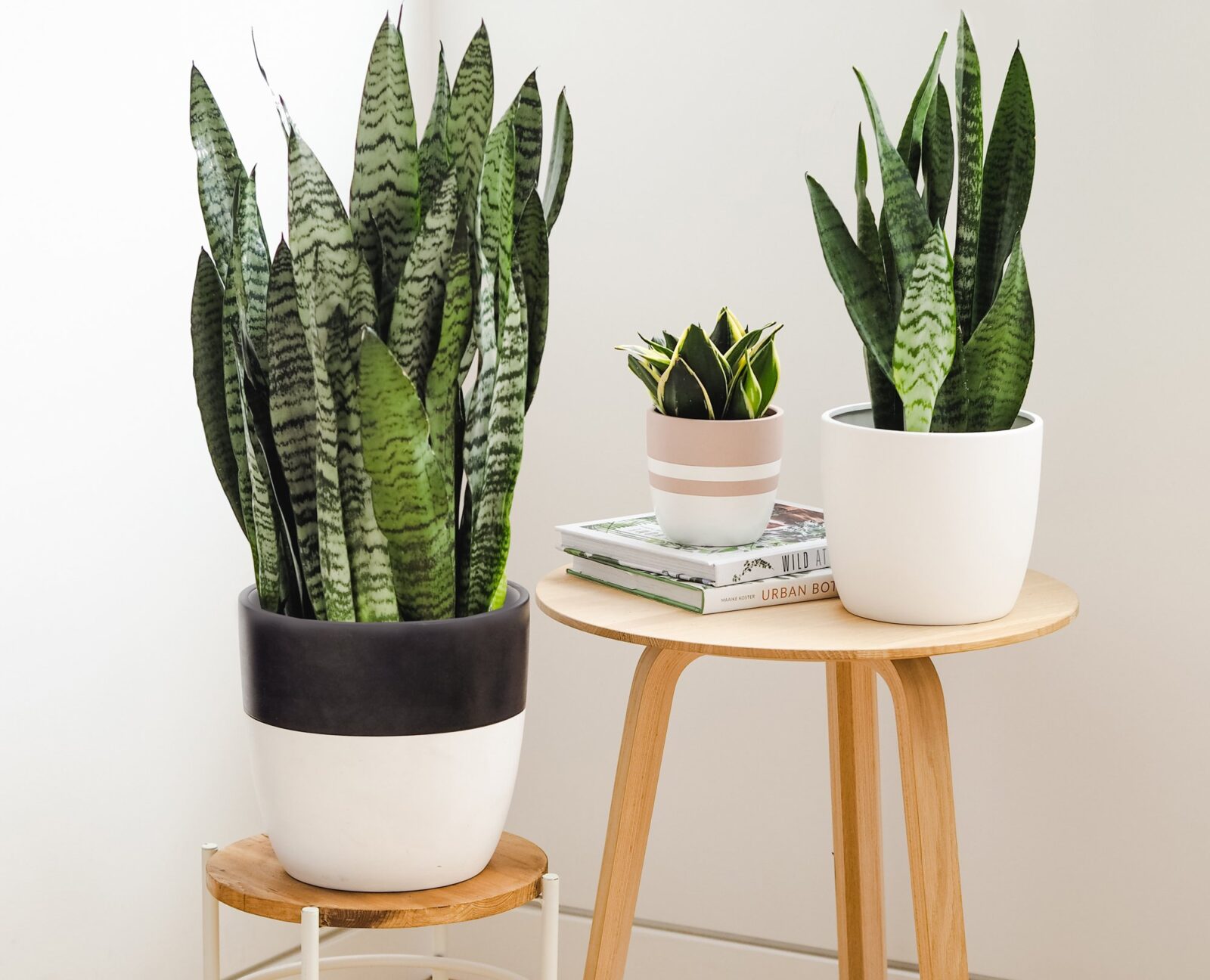 Buy Golden Snake Plant - Abana Homes