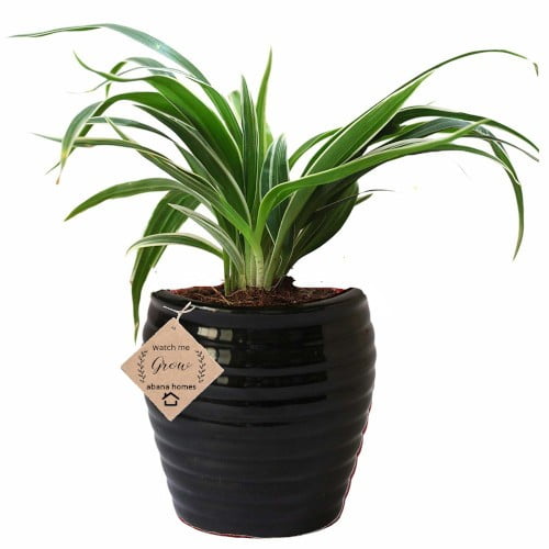 Spider Plant Flowering