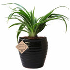 Spider Plant Flowering