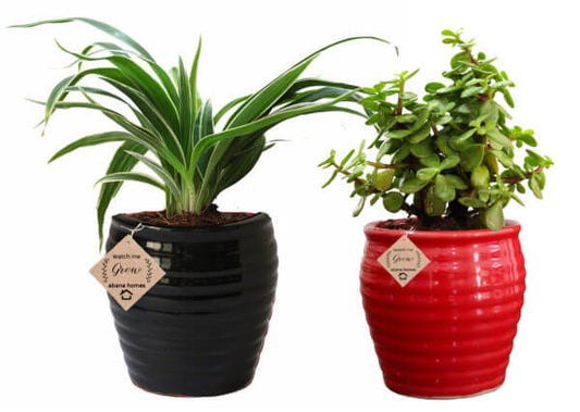 Air Purifying Plants Combo of Spider and Jade Indoor Plant