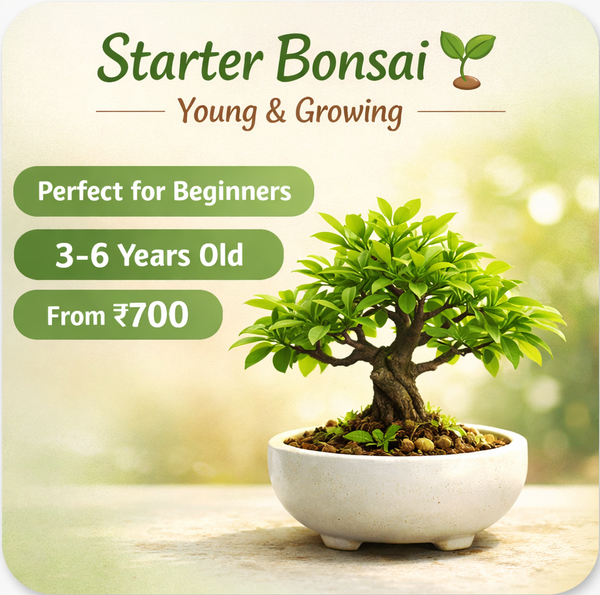 Starter Bonsai