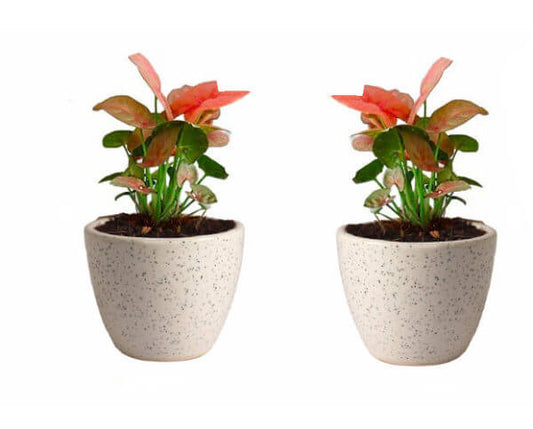 Air Purifying Plant Syngonium Mini Combo